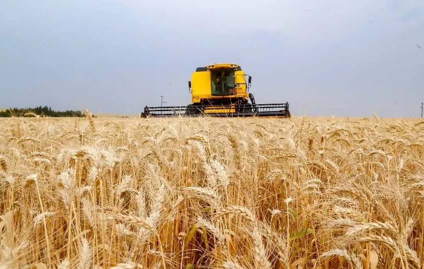  Produção recorde de trigo reflete em queda no preço de farinhas especiais e pão no Paraná