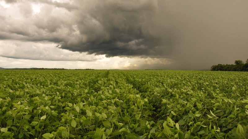  Chuvas irregulares e altas temperaturas comprometem desenvolvimento de lavouras de verão no Paraná