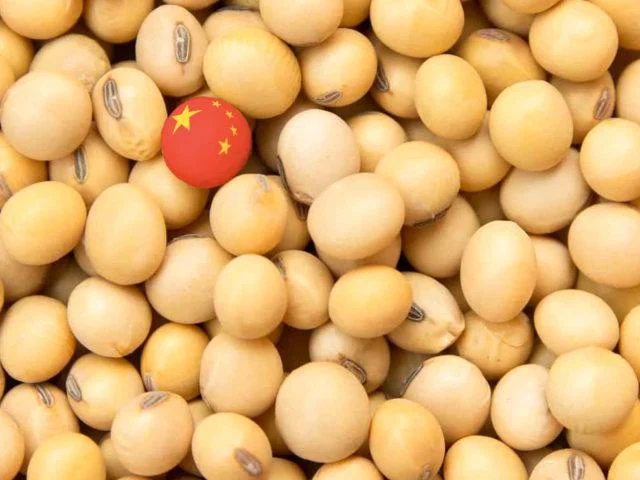  China pode reduzir farelo de soja na ração animal a partir de 2025, pretendendo reduzir a dependência do grão importado