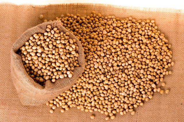  Produtores de soja do Paraná temem perdas de até 50% na produtividade