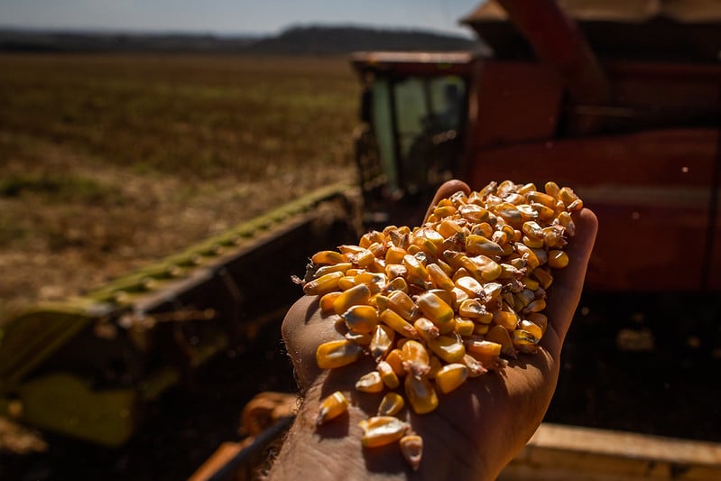  Oferta de milho no Brasil pode atingir 130,570 milhões de toneladas no ano de 2023