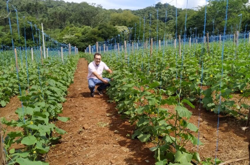  Dia de Campo trata sobre produção de pepinos para conserva