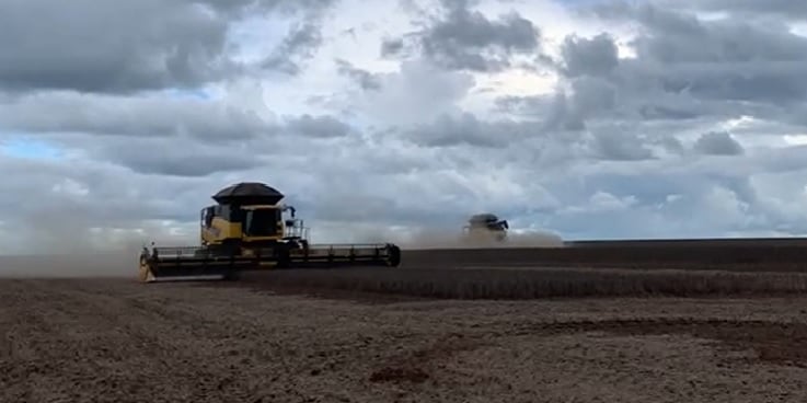  Colheita de soja se arrasta no Brasil devido as chuvas