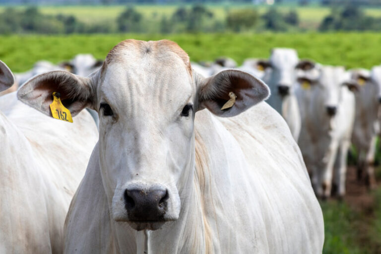  Ministério da Agricultura investiga suspeita de caso de vaca louca no Brasil