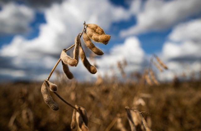  Colheita da safra de soja no Paraná atinge 1% da área plantada de 5,743 milhões de hectares