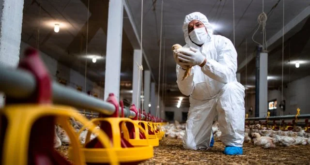  Chile suspende exportação de carne de frango em razão de gripe aviária