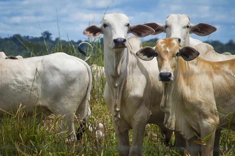  Brasil segue com “risco insignificante” para o mal da vaca louca