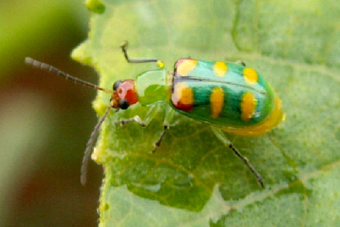  IDR-PR alerta produtores de hortaliças para combate à vaquinha verde-amarela