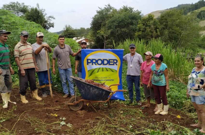  Proder realiza Dia de Campo sobre o manejo da colheita de batata-doce