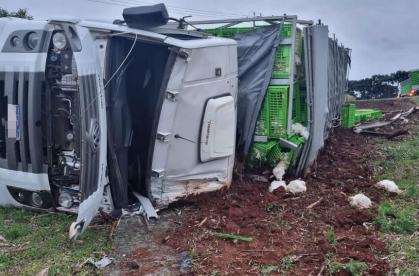  Motorista fica ferido após caminhão carregado com frangos vivos tombar na PR 566