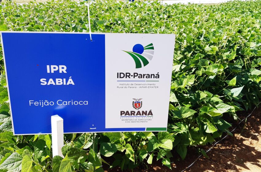  IDR-PR é responsável por duas das cultivares de feijão mais comercializadas no Brasil