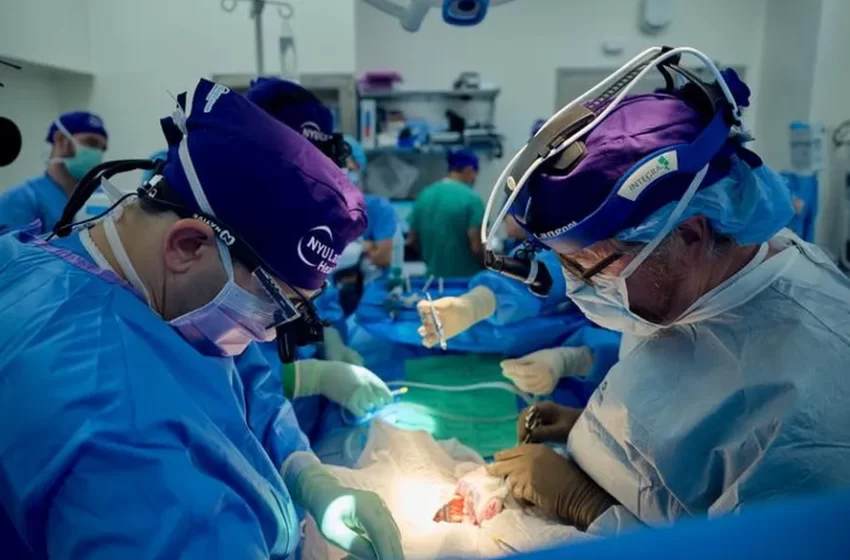  Homem recebe transplante de rim suíno após morte cerebral; 32 dias depois, órgão funciona normalmente