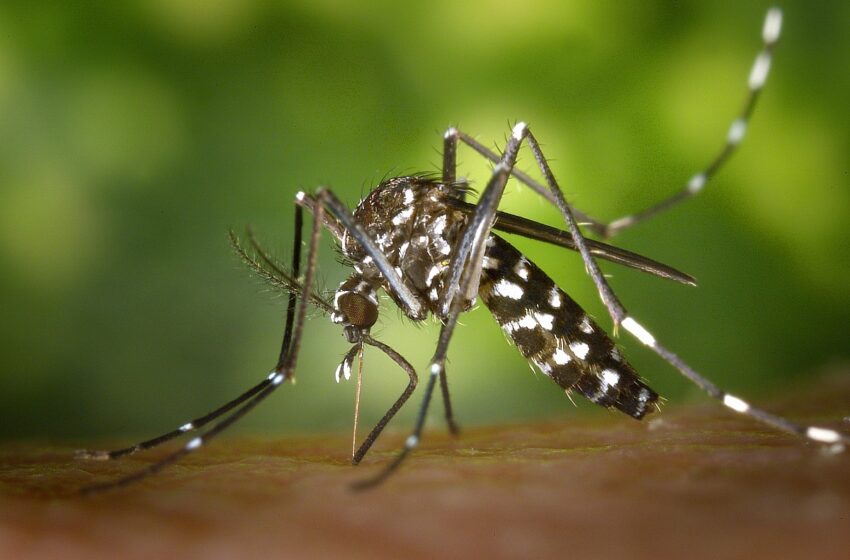  Paraná tem mais 431 novos casos de dengue confirmados