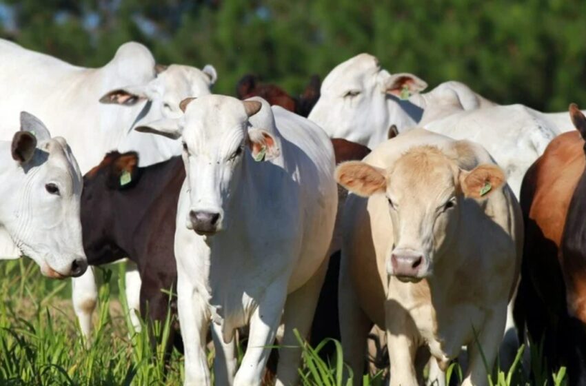  Falso fazendeiro aplica R$ 860 mil em golpes na compra de gado