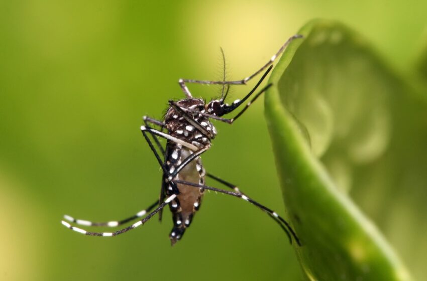  Paraná registra 22 mil novos casos de dengue e 18 óbitos pela doença
