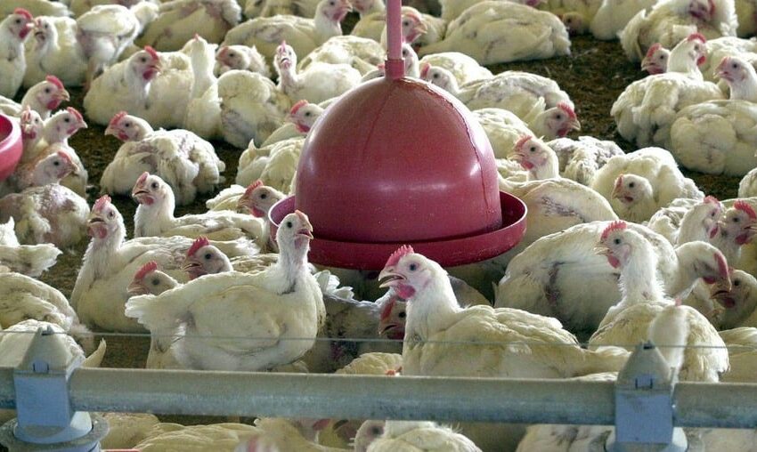  Fraca demanda pela carne de frango pressiona cotações em março