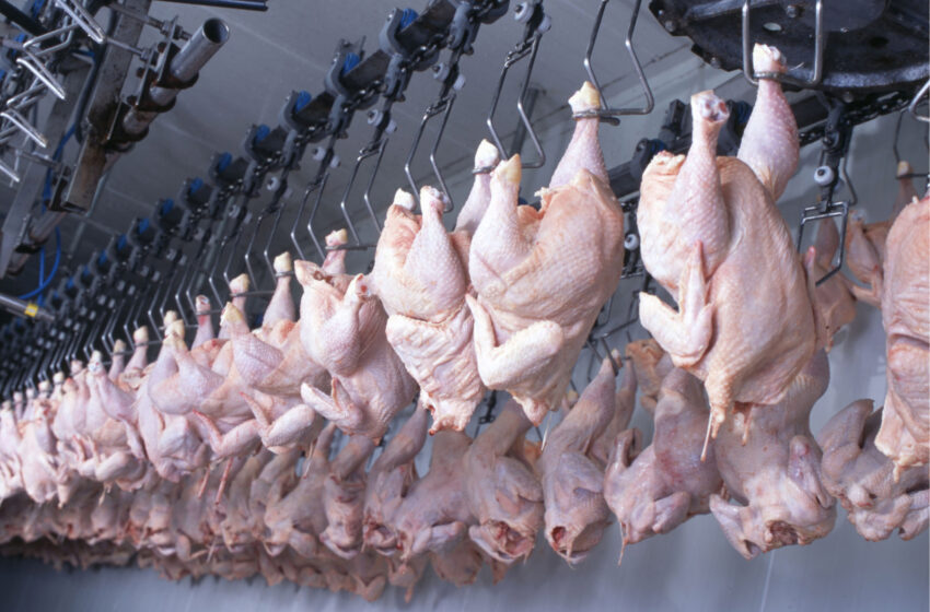  Mais um frigorífico do Paraná é habilitado para exportar frango halal para a Malásia