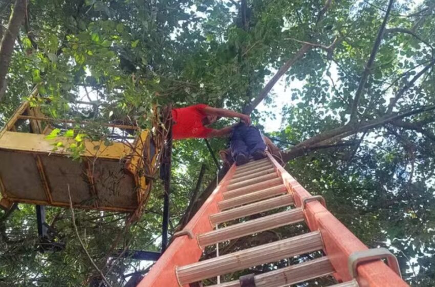  Homem é resgatado dentro de cesta pelos bombeiros após subir em árvore e passar mal