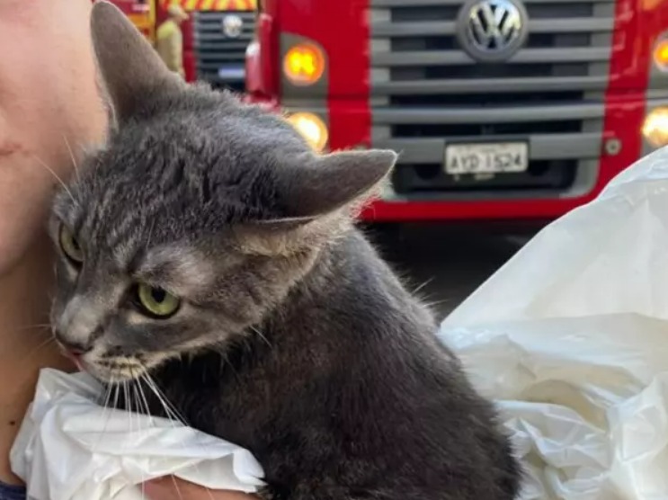  Gato sobrevive após cair de 3° andar de hotel atingido por incêndio de grandes proporções