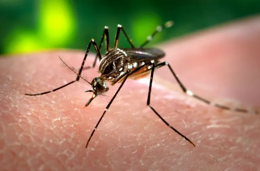  Paraná tem mais 25.462 casos confirmados de dengue e 26 óbitos pela doença