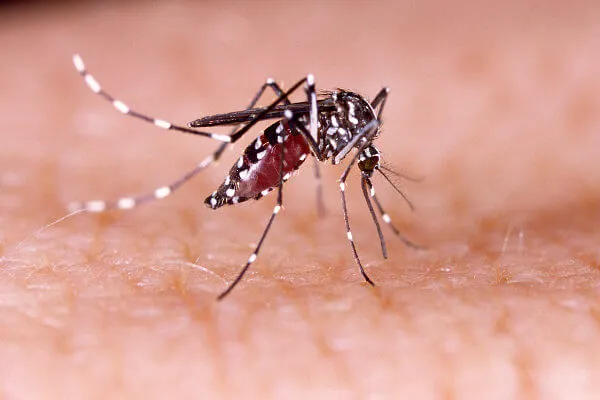  Secretaria da Saúde confirma mais 42 óbitos e 32,8 mil novos casos de dengue