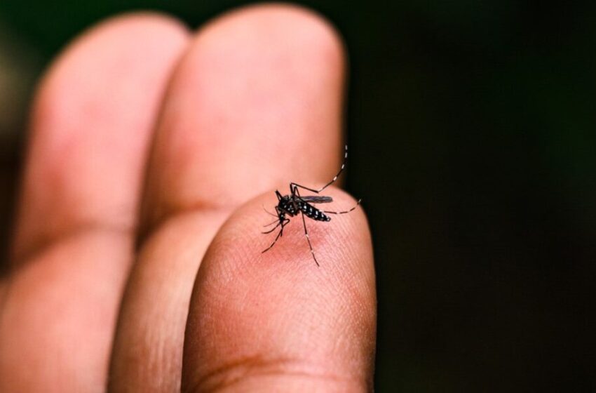  Paraná registra mais 34,2 mil casos de dengue e 37 óbitos pela doença