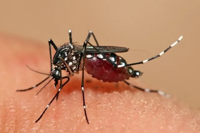  Brasil bate recorde histórico de mortes por dengue em 2024