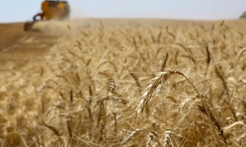  Primeira semana de abril se encerra com pequenos ajustes nos preços do trigo
