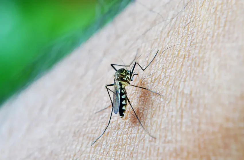 Brasil já registrou mais de 3 milhões de casos de dengue em 2024