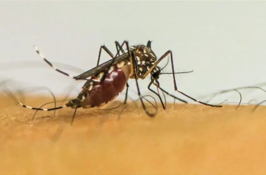  Brasil tem quase 4 milhões de casos prováveis de dengue registrados