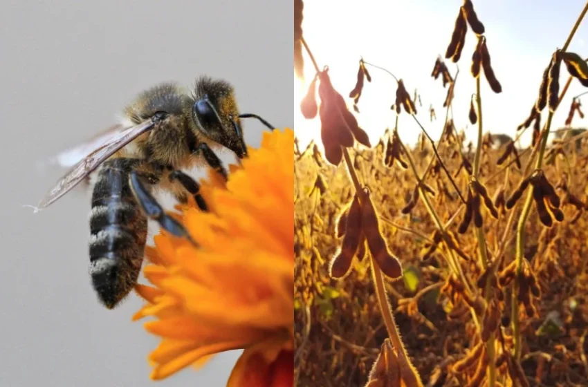 Inclusão entre abelhas e soja, melhora o mel e  aumenta produtividade do grão em até 25%