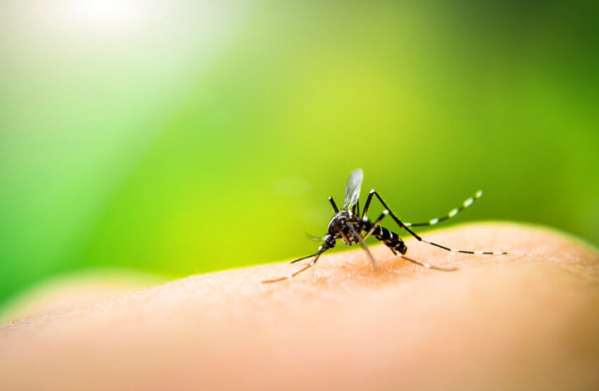  Paraná confirma mais 26 mortes e 38 mil casos de dengue