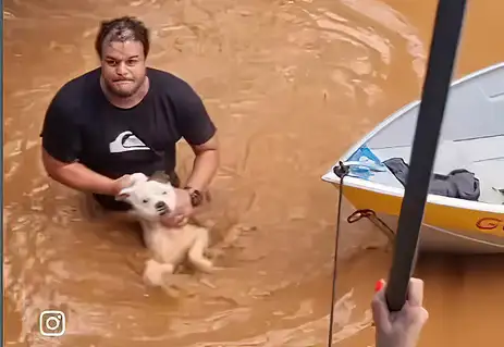  Mais de 10,3 mil animais de estimação e silvestres já foram resgatados das enchentes no RS