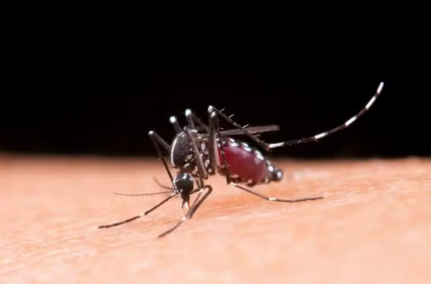  Recém-nascido morre vítima de dengue no Paraná