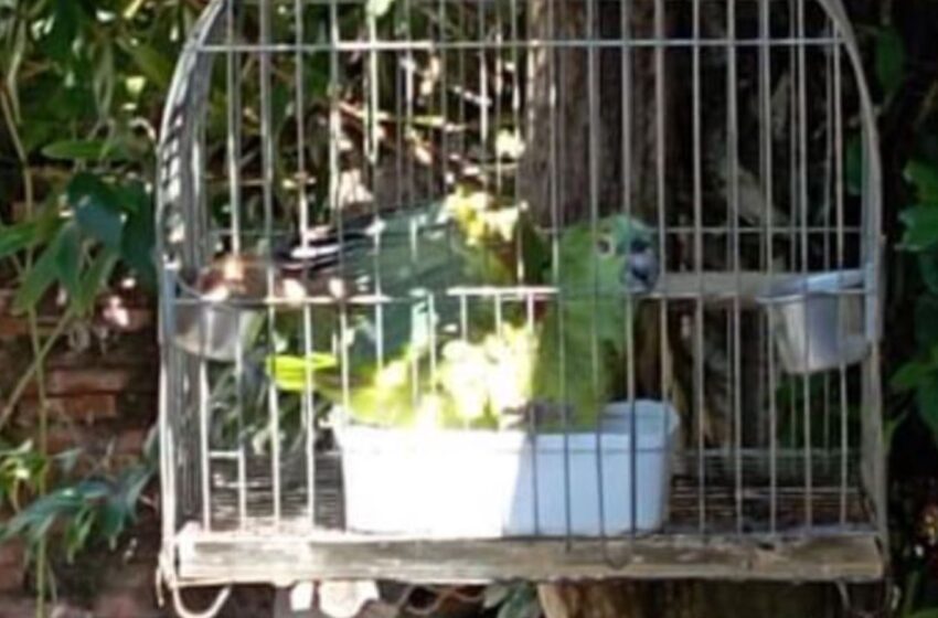  Papagaio é furtado de residência no bairro Vila Nova