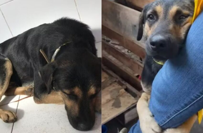  Cão que abraçou perna de veterinária e chorou em abrigo no RS encontra o tutor após enchentes