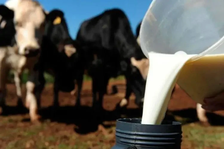  Produtores de leite do Rio Grande Do Sul pedem socorro; sobrevivência de vacas depende de doações