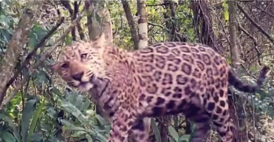  Projeto abre votação para escolha do nome para filhote de onça-pintada que foi identificado no Parque Nacional do Iguaçu