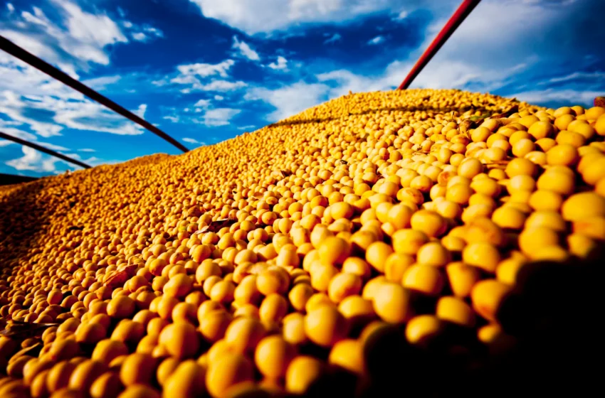  Mercado da soja encerra mês com preços em queda? Veja preços da saca no Brasil