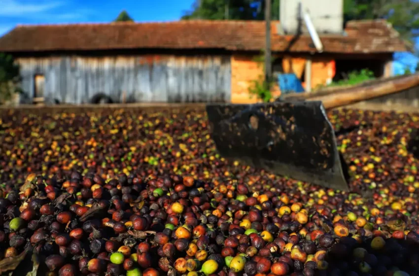  Safra paranaense de café pode produzir até 750 mil sacas em 172 municípios