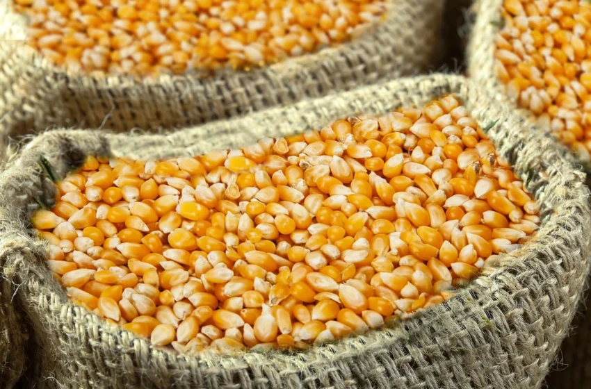  Produtores seguram vendas e preços do milho registram alta no mês de maio