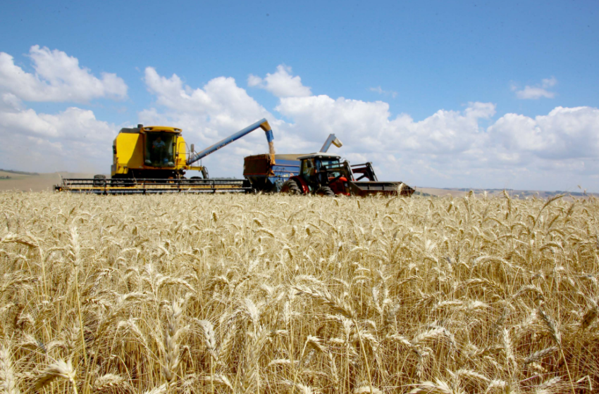  Produção de trigo aponta alcance de 3,61 milhões de toneladas na atual safra no Paraná