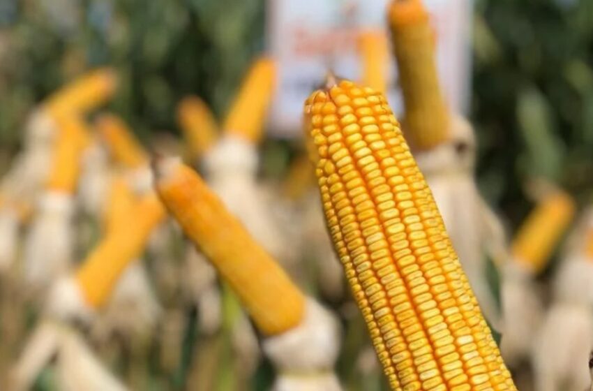  Preços do milho iniciam julho com quedas mais intensas