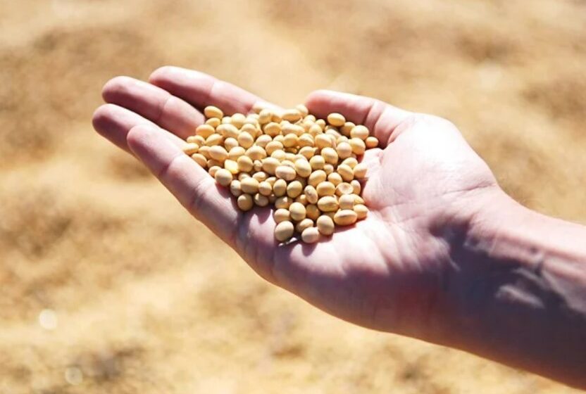  USDA mantém estimativa da safra norte-americana de soja e mantém da safra brasileira