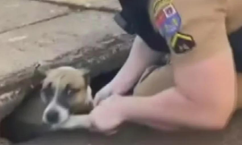  Policial em patrulhamento resgata cachorro que estava preso em bueiro