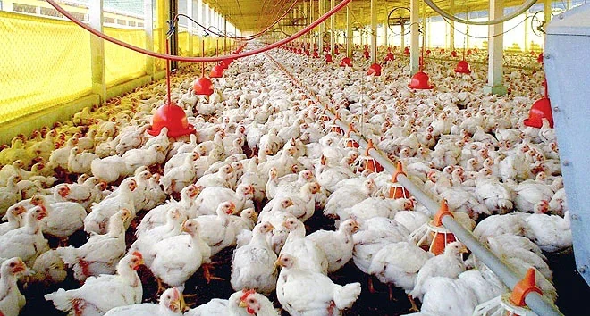  É prorrogada emergência zoossanitária em desfavor  da gripe aviária no Paraná
