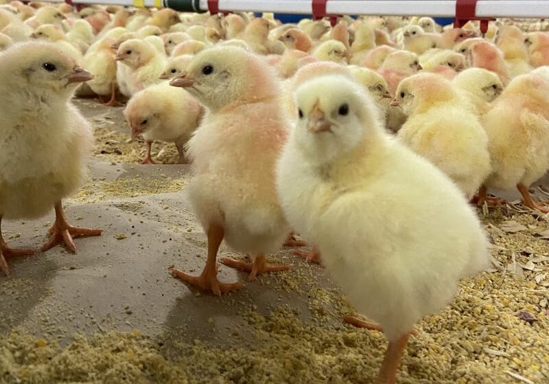  Brasil conquista novo mercado para material genético avícola no México