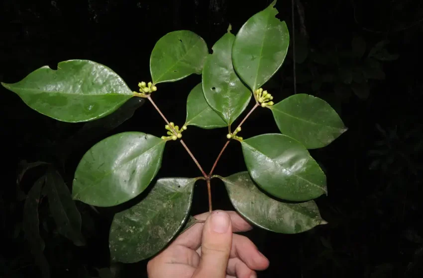  Pesquisadores do Jardim Botânico descobrem árvore frutífera rara no Rio