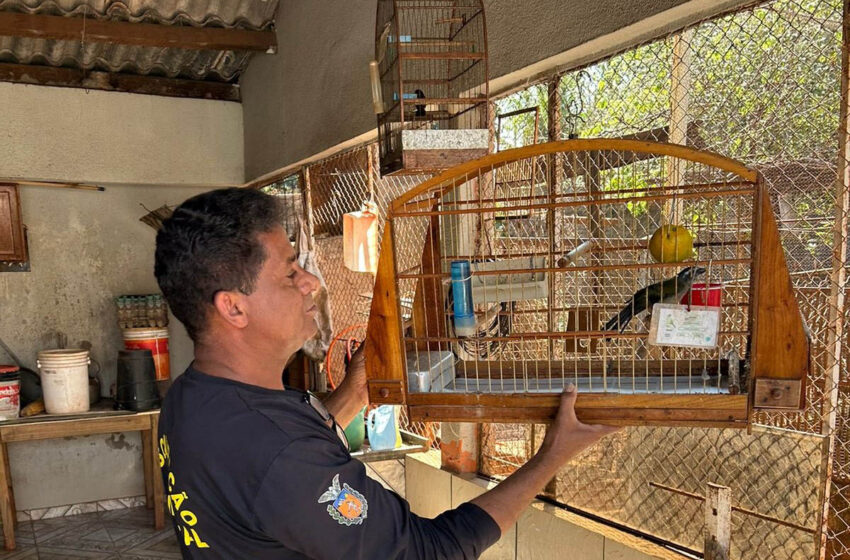  IAT desarticula cativeiros irregulares e recupera aves no Paraná