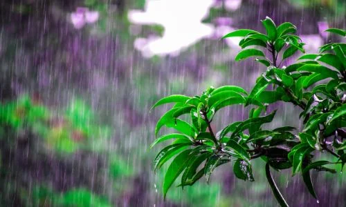  La Niña levará chuva para as lavouras e traz consigo alerta na colheita